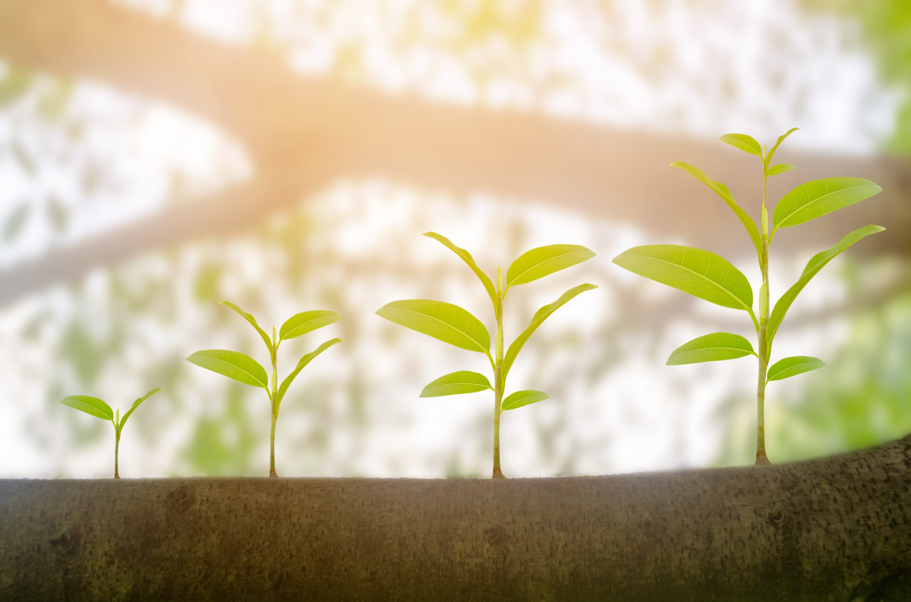 A close-up picture of three plants with sunlight.
